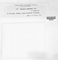 Polyozosia albescens image